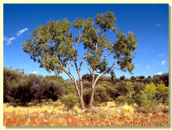 Eucalyptus terminalis / Corymbia terminalis - Tjuta, Joolta, Bloodwood, Desert Bloodwood, Plains Bloodw - Image 3