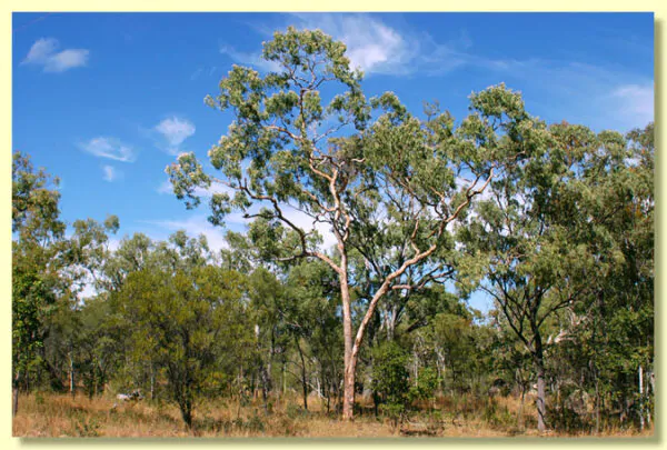 Eucalyptus terminalis / Corymbia terminalis - Tjuta, Joolta, Bloodwood, Desert Bloodwood, Plains Bloodw - Image 4