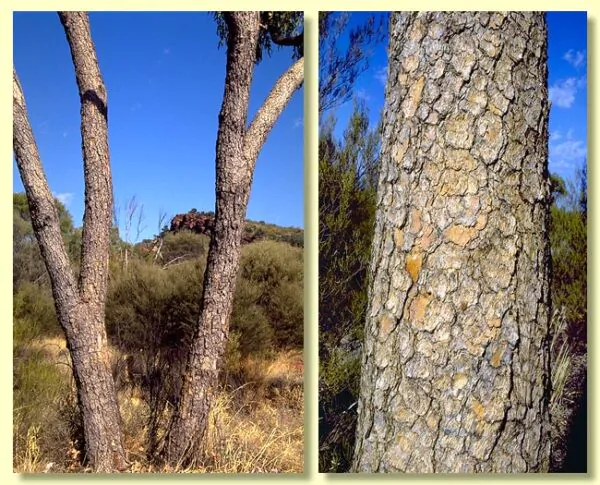 Eucalyptus terminalis / Corymbia terminalis - Tjuta, Joolta, Bloodwood, Desert Bloodwood, Plains Bloodw - Image 6