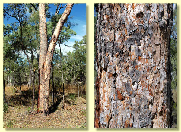 Eucalyptus terminalis / Corymbia terminalis - Tjuta, Joolta, Bloodwood, Desert Bloodwood, Plains Bloodw - Image 7