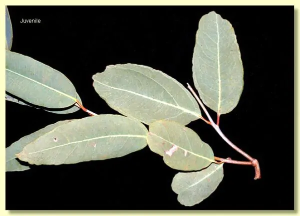 Eucalyptus terminalis / Corymbia terminalis - Tjuta, Joolta, Bloodwood, Desert Bloodwood, Plains Bloodw - Image 9