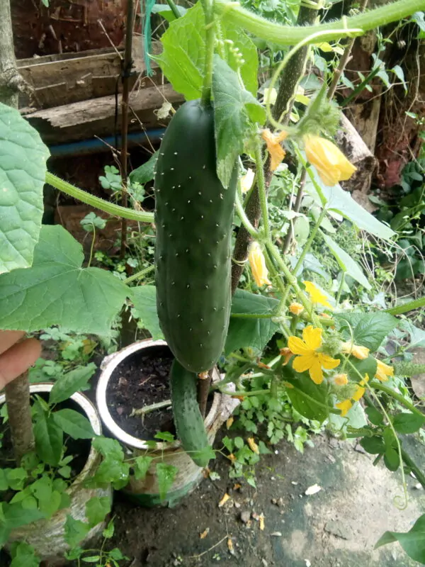 Cucumis sativus 'Green' - Cucumber Green Fingers, Baby Persian, Snack Cucumber, Garden Cucumber, Gherkin - Image 2