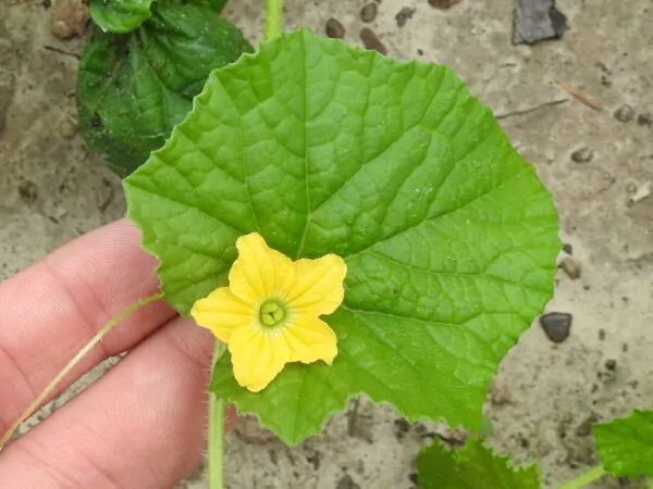 Cucumis sativus 'Green' - Cucumber Green Fingers, Baby Persian, Snack Cucumber, Garden Cucumber, Gherkin - Image 3