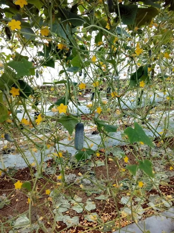 Cucumis sativus 'Green' - Cucumber Green Fingers, Baby Persian, Snack Cucumber, Garden Cucumber, Gherkin - Image 4