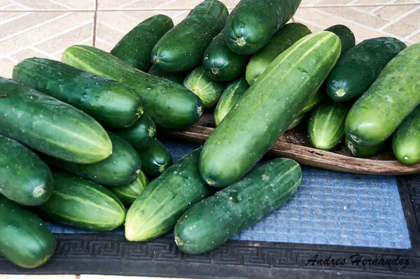 Cucumis sativus 'Green' - Cucumber Green Fingers, Baby Persian, Snack Cucumber, Garden Cucumber, Gherkin - Image 5