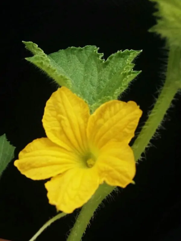 Cucumis sativus 'Green' - Cucumber Green Fingers, Baby Persian, Snack Cucumber, Garden Cucumber, Gherkin - Image 6