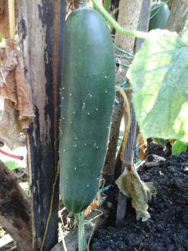 Cucumis sativus 'Green' - Cucumber Green Fingers, Baby Persian, Snack Cucumber, Garden Cucumber, Gherkin - Image 7