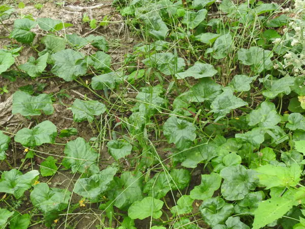 Cucumis sativus 'Green' - Cucumber Green Fingers, Baby Persian, Snack Cucumber, Garden Cucumber, Gherkin - Image 8