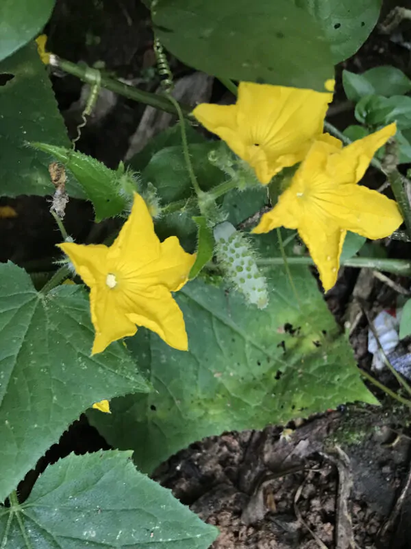 Cucumis sativus 'Green' - Cucumber Green Fingers, Baby Persian, Snack Cucumber, Garden Cucumber, Gherkin - Image 9