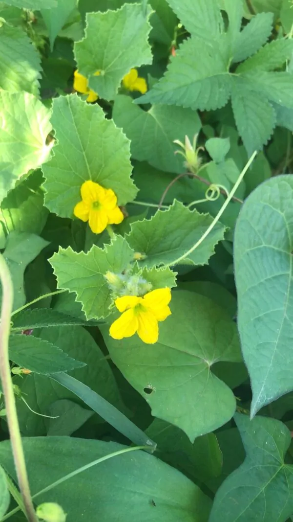 Cucumis sativus 'Green' - Cucumber Green Fingers, Baby Persian, Snack Cucumber, Garden Cucumber, Gherkin - Image 10