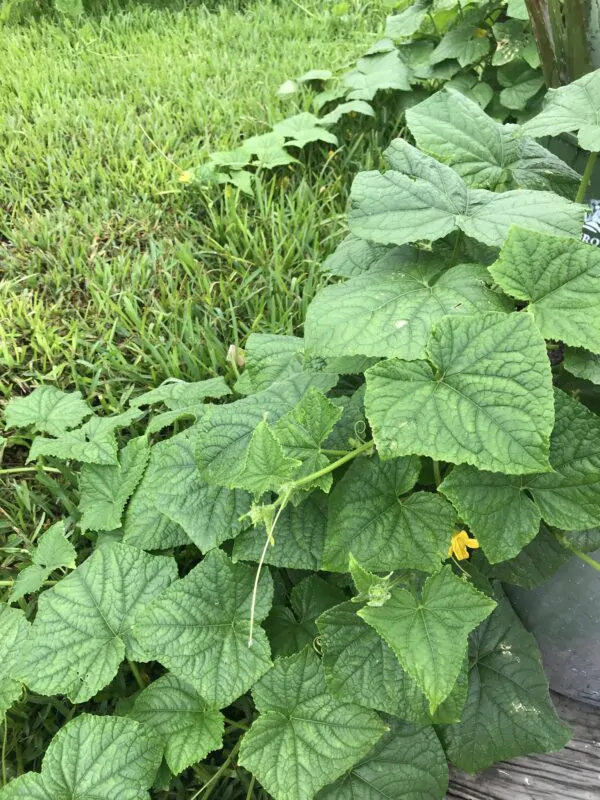 Cucumis sativus 'Green' - Cucumber Green Fingers, Baby Persian, Snack Cucumber, Garden Cucumber, Gherkin - Image 11