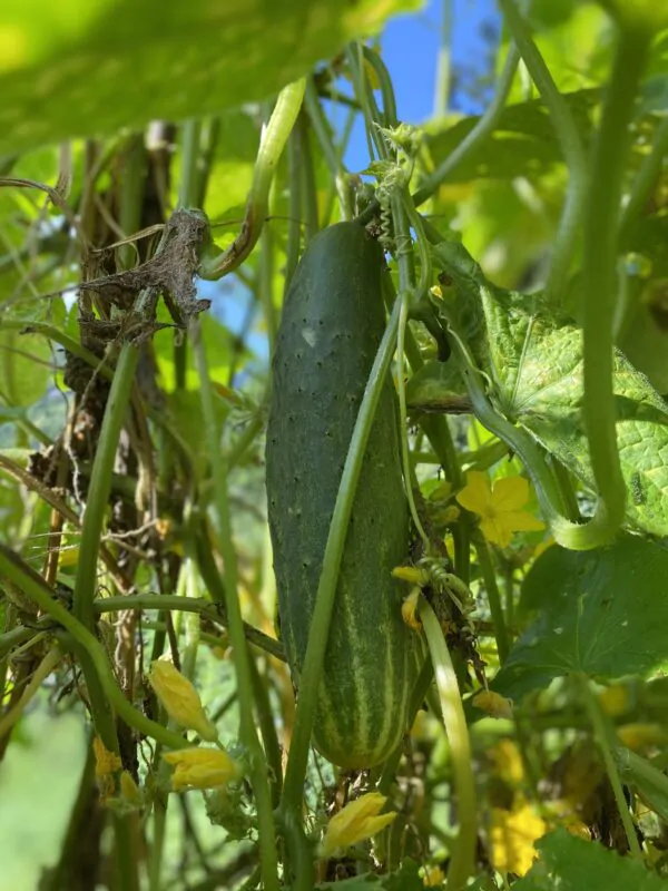 Cucumis sativus 'Green' - Cucumber Green Fingers, Baby Persian, Snack Cucumber, Garden Cucumber, Gherkin