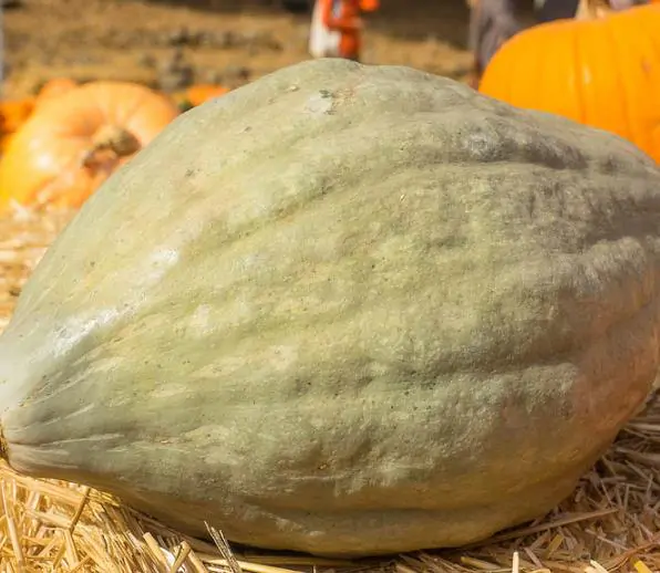 Cucurbita maxima 'Hubbard Blue Giant' - Blue Hubbard Squash, Giant Hubbard pumpkin, Colossal Blue pumpkin