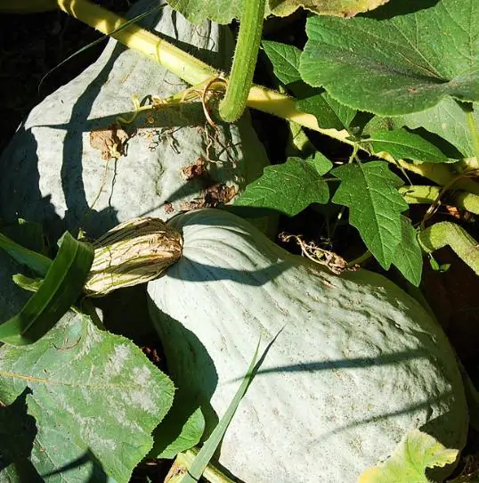 Cucurbita maxima 'Hubbard Blue Giant' - Blue Hubbard Squash, Giant Hubbard pumpkin, Colossal Blue pumpkin - Image 3