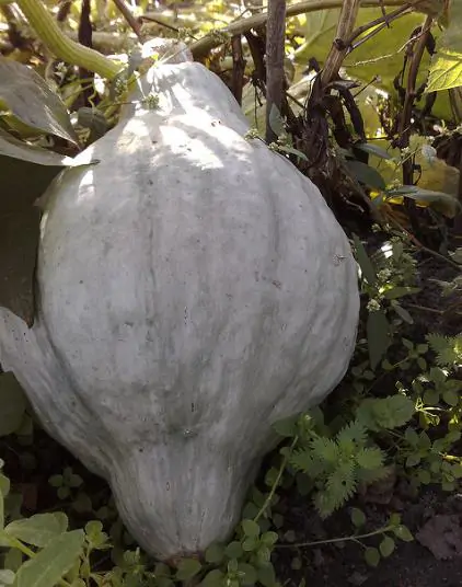 Cucurbita maxima 'Hubbard Blue Giant' - Blue Hubbard Squash, Giant Hubbard pumpkin, Colossal Blue pumpkin - Image 6