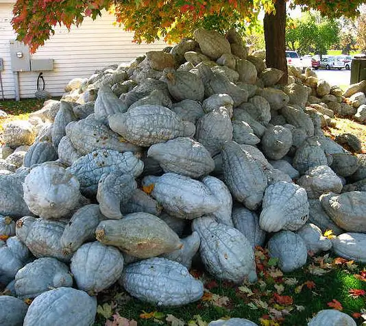 Cucurbita maxima 'Hubbard Blue Giant' - Blue Hubbard Squash, Giant Hubbard pumpkin, Colossal Blue pumpkin - Image 8