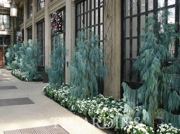 Cupressus cashmeriana - Kashmir cypress, butan cypress, cupressus blue cascade