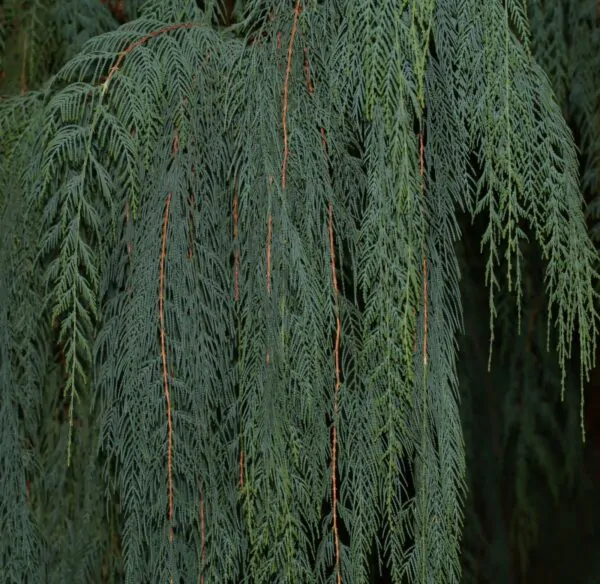 Cupressus cashmeriana - Kashmir cypress, butan cypress, cupressus blue cascade - Image 3