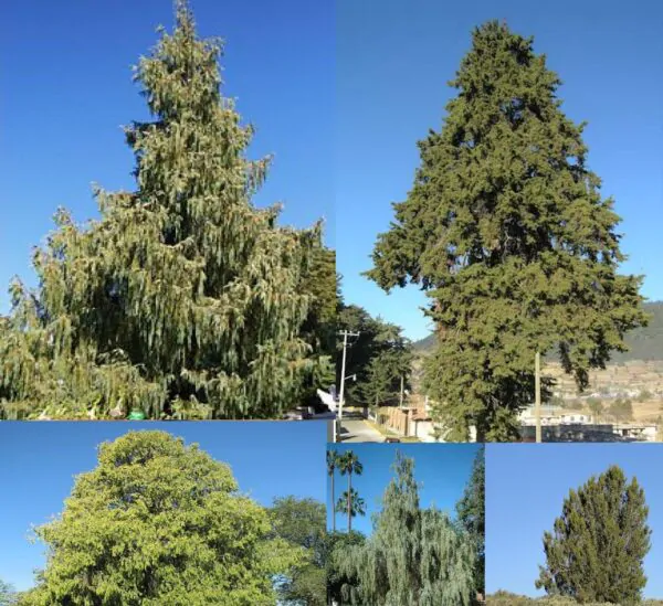 Cupressus cashmeriana - Kashmir cypress, butan cypress, cupressus blue cascade - Image 4