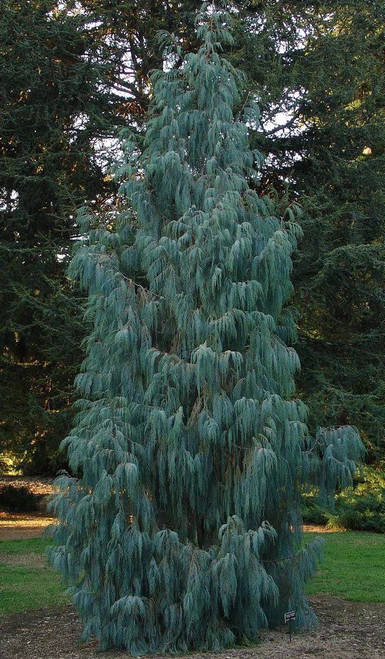 Cupressus cashmeriana - Kashmir cypress, butan cypress, cupressus blue cascade - Image 5