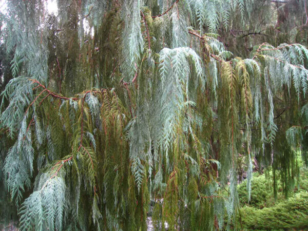 Cupressus cashmeriana - Kashmir cypress, butan cypress, cupressus blue cascade - Image 6