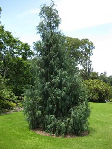 Cupressus cashmeriana - Kashmir cypress, butan cypress, cupressus blue cascade - Image 7