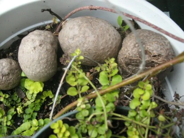 Dioscorea bulbifera - air potato, air potato, aerial yam.