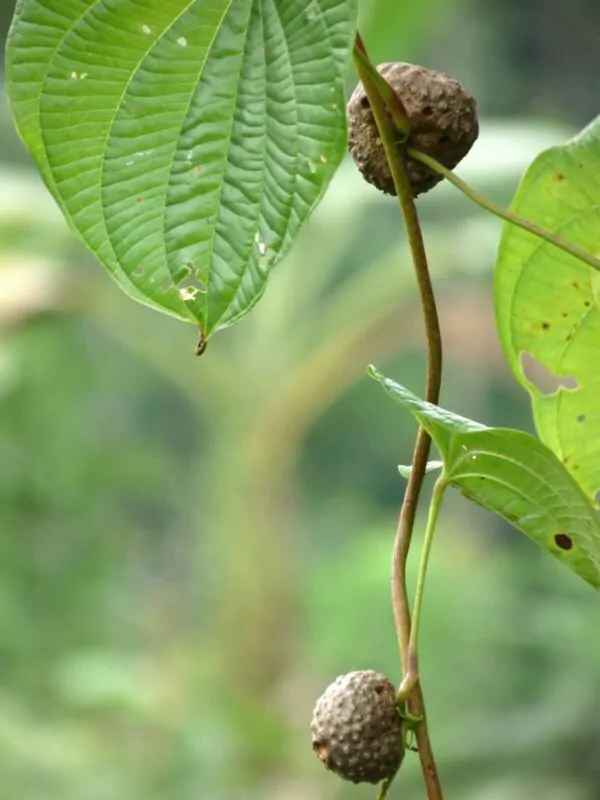 Dioscorea bulbifera - air potato, air potato, aerial yam. - Image 2