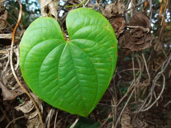 Dioscorea bulbifera - air potato, air potato, aerial yam. - Image 3