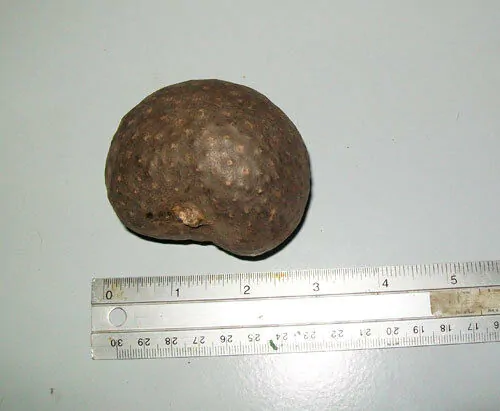 Dioscorea bulbifera - air potato, air potato, aerial yam. - Image 4