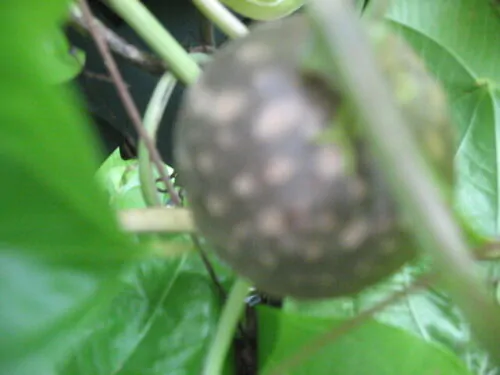 Dioscorea bulbifera - air potato, air potato, aerial yam. - Image 5