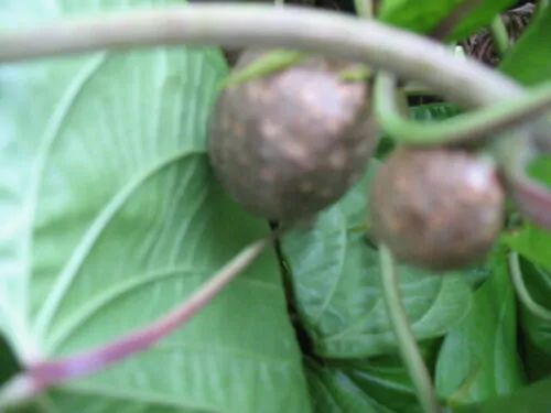 Dioscorea bulbifera - air potato, air potato, aerial yam. - Image 6