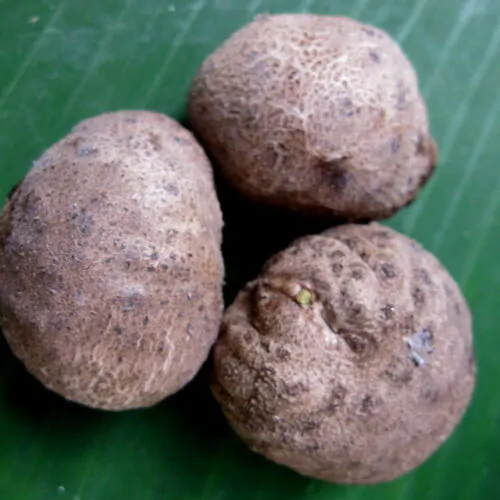 Dioscorea bulbifera - air potato, air potato, aerial yam. - Image 7