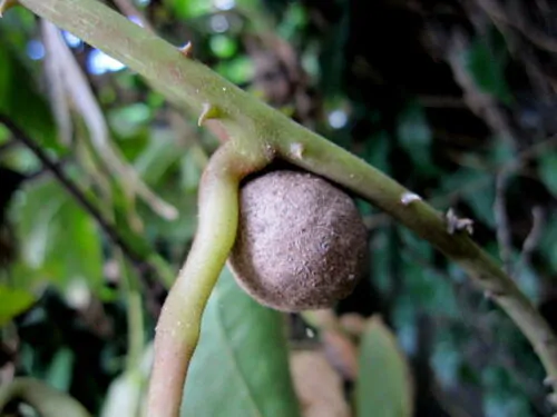 Dioscorea bulbifera - air potato, air potato, aerial yam. - Image 8