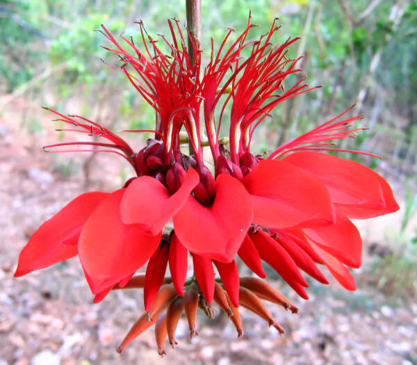 Erythrina variegata - Tiger's claw, Indian Coral Tree - Image 3