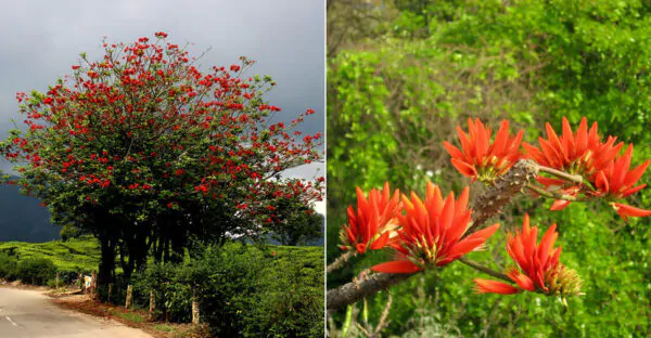 Erythrina variegata - Tiger's claw, Indian Coral Tree - Image 4