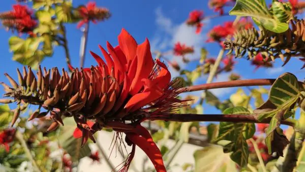 Erythrina variegata - Tiger's claw, Indian Coral Tree - Image 5