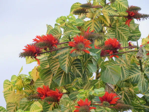 Erythrina variegata - Tiger's claw, Indian Coral Tree - Image 6