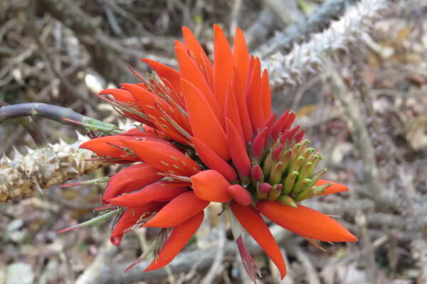 Erythrina variegata - Tiger's claw, Indian Coral Tree - Image 7