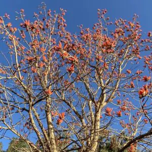 Ceiba speciosa - Bottle tree - Ouriques Farm