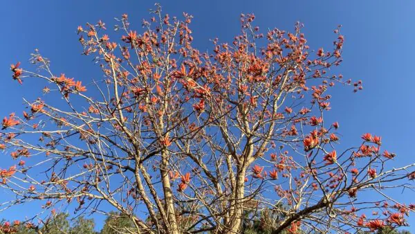 Erythrina variegata - Tiger's claw, Indian Coral Tree