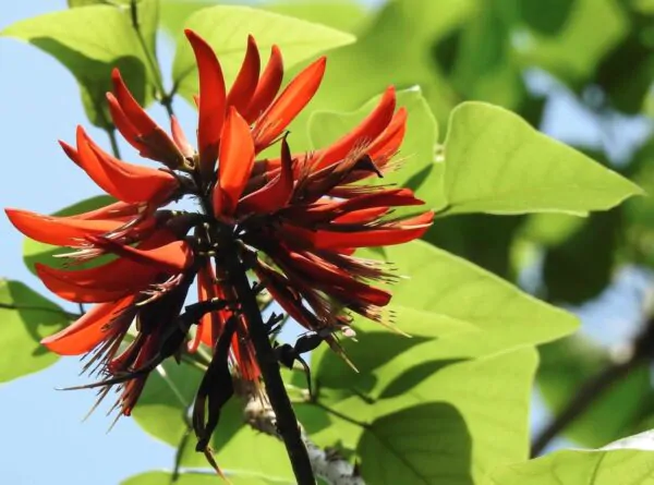 Erythrina variegata - Tiger's claw, Indian Coral Tree - Image 8