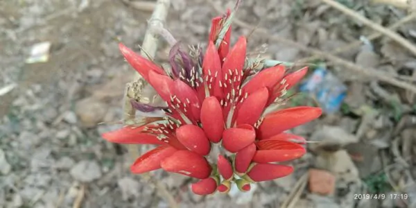 Erythrina variegata - Tiger's claw, Indian Coral Tree - Image 9