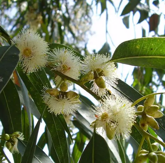 Eucalyptus globulus subsp. globulus - Tasmanian Blue Gum, Southern Blue Gum, Blue Gum - Image 2