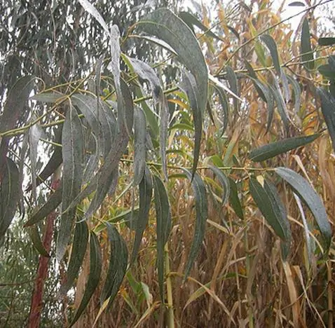 Eucalyptus globulus subsp. globulus - Tasmanian Blue Gum, Southern Blue Gum, Blue Gum - Image 10