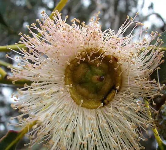 Eucalyptus globulus subsp. globulus - Tasmanian Blue Gum, Southern Blue Gum, Blue Gum - Image 11