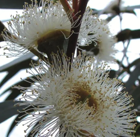 Eucalyptus globulus subsp. globulus - Tasmanian Blue Gum, Southern Blue Gum, Blue Gum - Image 12