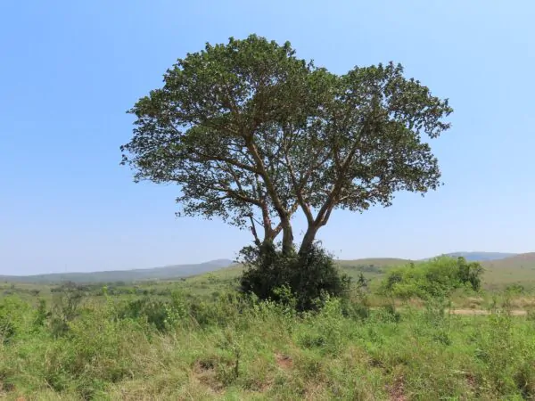 Ficus sycomorus - Sycomore Fig