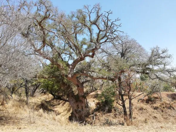 Ficus sycomorus - Sycomore Fig - Image 3