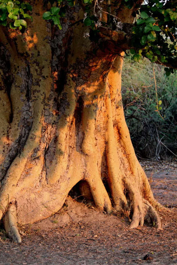 Ficus sycomorus - Sycomore Fig - Image 4